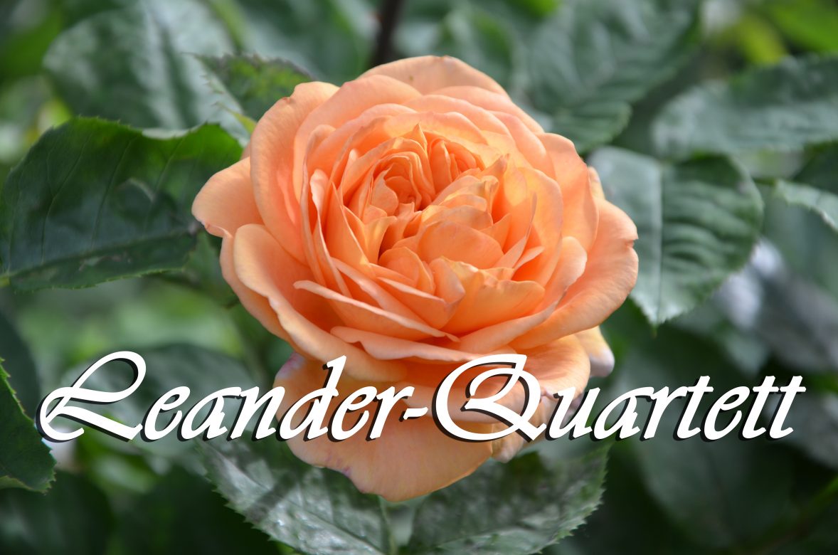 Der Name des Leander-Quartetts ist auf einer Rose abgebildet